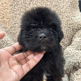 Newfoundland Puppies from Knallhart Kennels