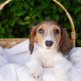 Grace - Piebald female Dachshund puppy in Temecula, California from Naomi Magee's Dachshund Kennel