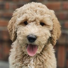 Double Doodles and Goldendoodles from Cute & Curly Doodles