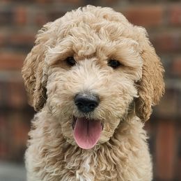 Double Doodles and Goldendoodles from Cute & Curly Doodles