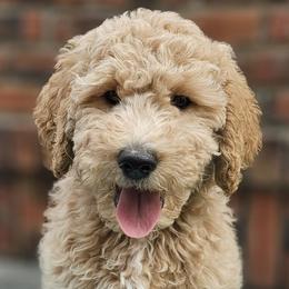 Double Doodles and Goldendoodles from Cute & Curly Doodles