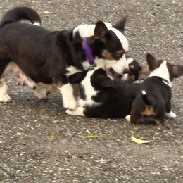 Cardigan Welsh Corgi Puppies from Fairy Tail Cardigan Welsh Corgi's