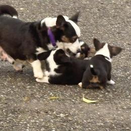 Cardigan Welsh Corgi Puppies from Fairy Tail Cardigan Welsh Corgi's
