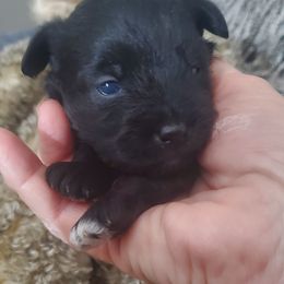 Bean - Black male Schnoodle puppy in Arkansas from Harper's Pups