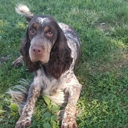 Charlie - English Springer Spaniel