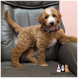 ASTRO - OFA-Genetics-Microchip-Vet Check-2 Year Warranty. - Apricot male Goldendoodle puppy in Jeddo, Michigan from Apple Creek Doodles