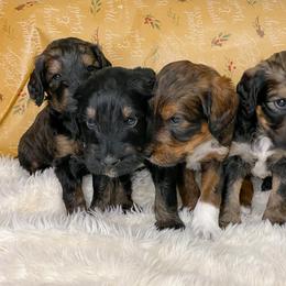 Schnoodle Puppies from Bentley's Beloved Paws