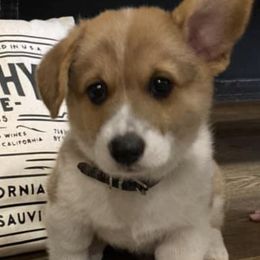 Pembroke Welsh Corgis from Rafter A Corgis