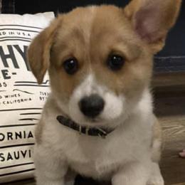 Pembroke Welsh Corgis from Rafter A Corgis