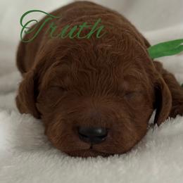 Truth - Red  male Poodle puppy in Dayton, Texas from Wolfe Island Poodles