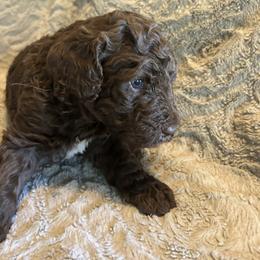 Boy ( gray) - Chocolate male Labradoodle puppy in Lowville, New York from Pleasant View Labradoodles and micro cockapoos