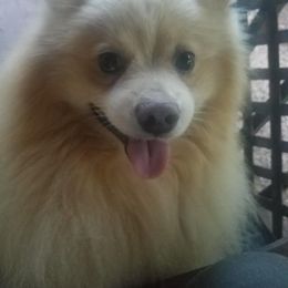 Pomeranian All Grown Up from Jacqueline's Pomeranians
