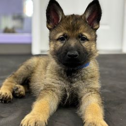 Boy 1 - Sable German Shepherd puppy in Richland, Michigan from Vom Rockwood