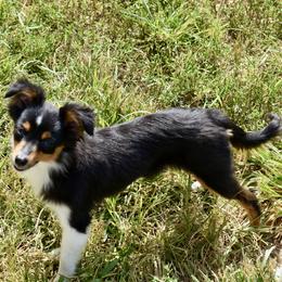 PETUNIA BTF - Black tri female Toy Australian Shepherd puppy in Norwood, Missouri from Looney Farm’s Toy & Mini Aussies