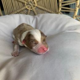 Anna - Red merle female Australian Shepherd puppy in Grants Pass, Oregon from Carmel Mountain Aussies