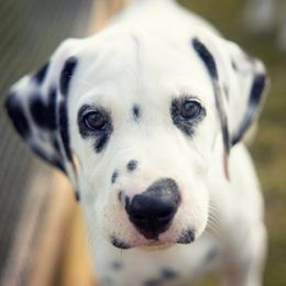 Dalmatian Puppies from Spotted Way Dalmatians