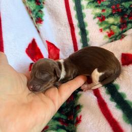 Reserved - Piebald male Dachshund puppy in Chittenango, New York from Diamond Dachshunds