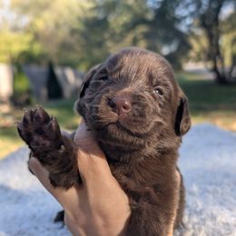 Pink Girl ( Go home for Xmas) - Brown female Newfoundland puppy in Independence, Missouri from K & L Ranch