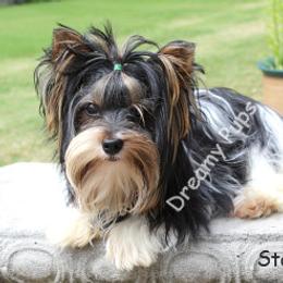 AKC Storm Adult - Black tan and white male Biewer Terrier puppy in Kennesaw, Georgia from Dreamy Pups