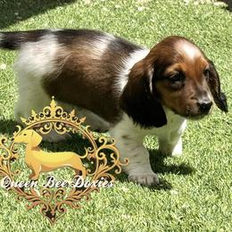 Dachshund Puppies from Queen Bee Doxies
