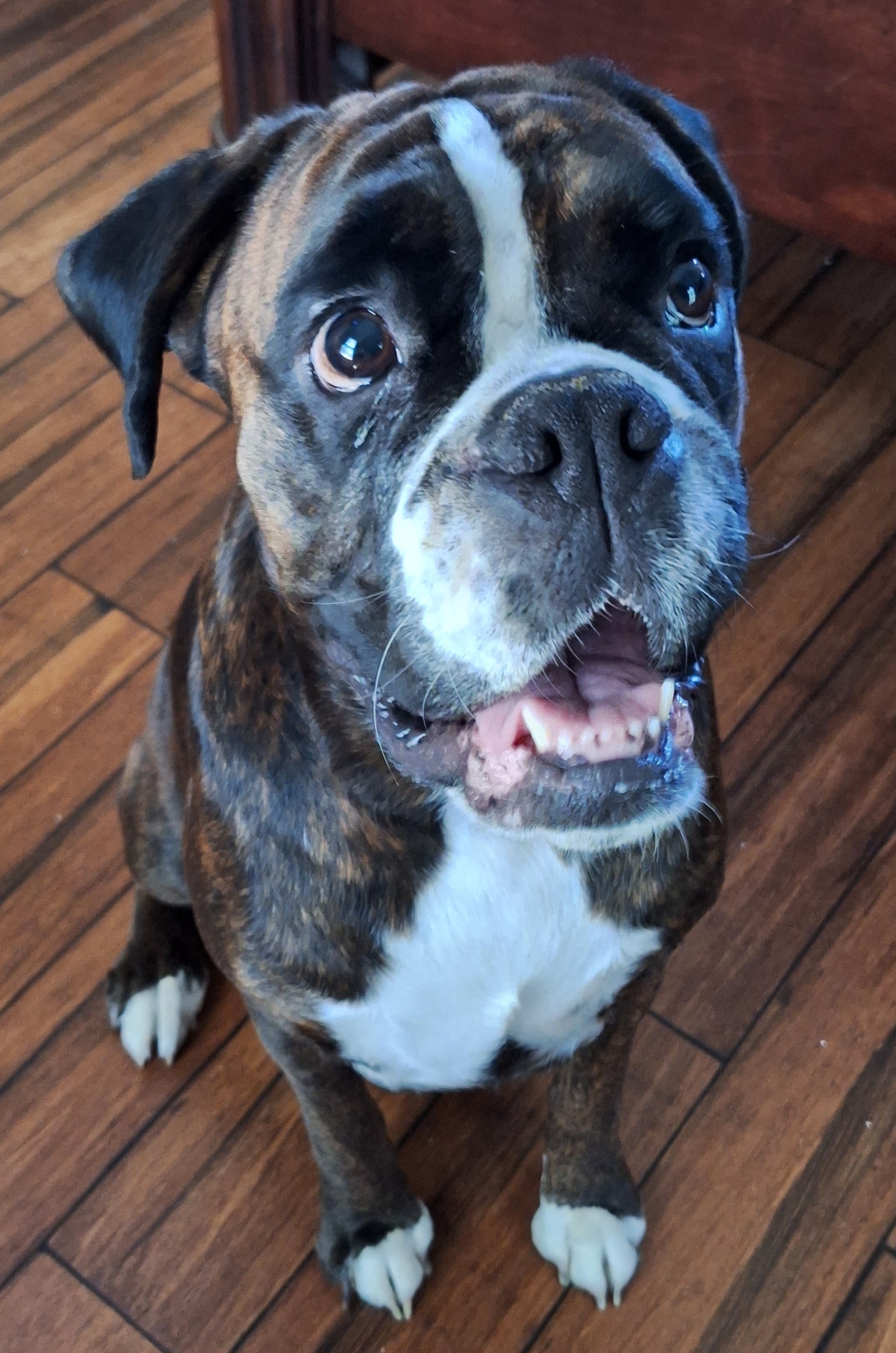 Katie - Boxer