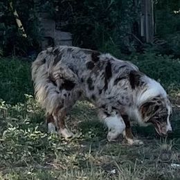 Jemma - Australian Shepherd