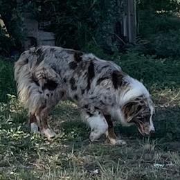 Jemma - Australian Shepherd