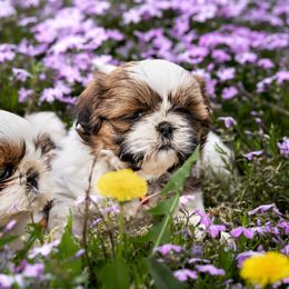 Shih Tzu Puppies from Meihem Pups