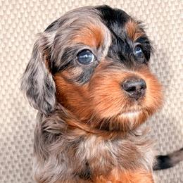 Diamond - Merle female Goldendoodle puppy in Point, Texas from Tiny Paws Goldendoodles
