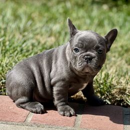 French Bulldog Puppies from Churchill Frenchies