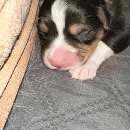 Snickers - Black and tan male Pembroke Welsh Corgi puppy in Brashear, Texas from Sherwood Acres Pembrokes
