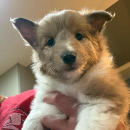 Lex - Sable merle and white male Shetland Sheepdog puppy in Jefferson City, Missouri from Bax’s Babies
