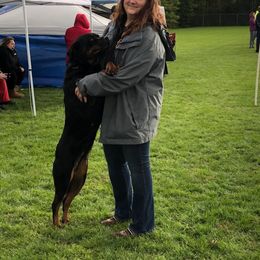 Rottweiler All Grown Up from Vom Wesburg Rottweilers