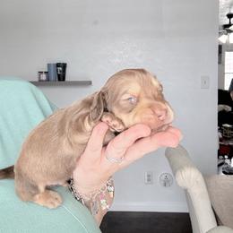 Pebble - Chocolate and cream male Dachshund puppy in Fort Worth, Texas from The Holloway Dachshunds