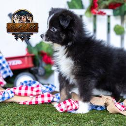 Justice - Black tri male Miniature Australian Shepherd puppy in Granbury, Texas from Texas Miniature Aussies