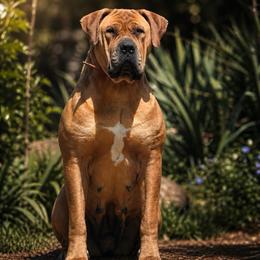TSAVO - Boerboel