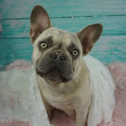 Vanilla - French Bulldog