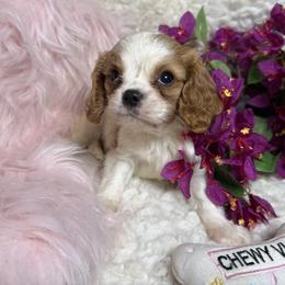 Shimmer - Blenheim female Cavalier King Charles Spaniel puppy in Conway, Missouri from Jordan  Harrison