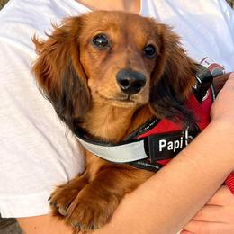 Dachshund and Pembroke Welsh Corgi All Grown Up from Kendaline Kennels