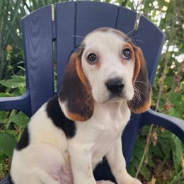 Francesca - Black tan and white female Beagle puppy in Bois D Arc, Missouri from Country Home Pets and Farm