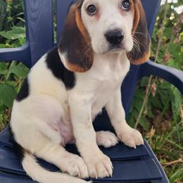 Francesca - Black tan and white female Beagle puppy in Bois D Arc, Missouri from Country Home Pets and Farm