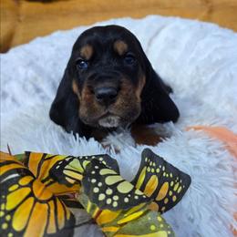 McKinley - Black brown and white male Basset Hound puppy in Big Rapids, Michigan from Basket Hound Bassets