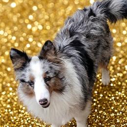 Arlo - Toy Shetland Sheepdog