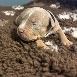 Daemon - Lilac tri-color male American Bully puppy in Henderson, Kentucky from Medusa’s Bullies