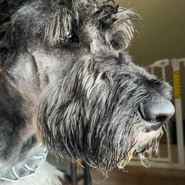 King - Pepper and salt male Giant Schnauzer puppy in Tabernash, Colorado from Schnauzer Paw Homestead