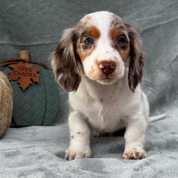 Dennis - Piebald male Dachshund puppy in Trinity, Texas from Signature Sloan - Long Hair Dachshunds