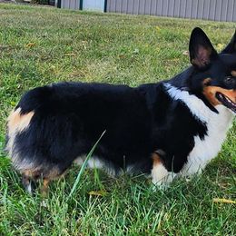 Max - Pembroke Welsh Corgi