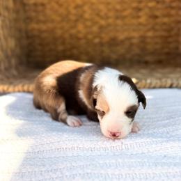 River - Red merle female Australian Shepherd puppy in Unionville, Iowa from Soap Creek Kennels