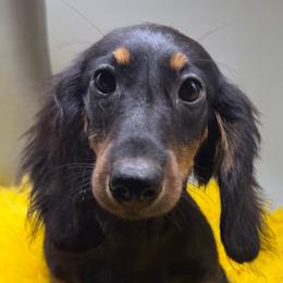 Girl 3 - Black and tan female Dachshund puppy in Salyersville, Kentucky from Lavendell Dachshunds