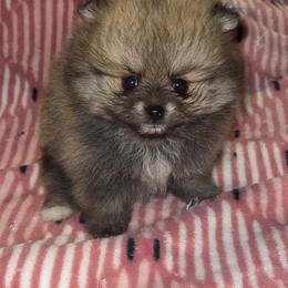 Barbie - Orange sable female Pomeranian puppy in Miami, Florida from Couture Pomeranians